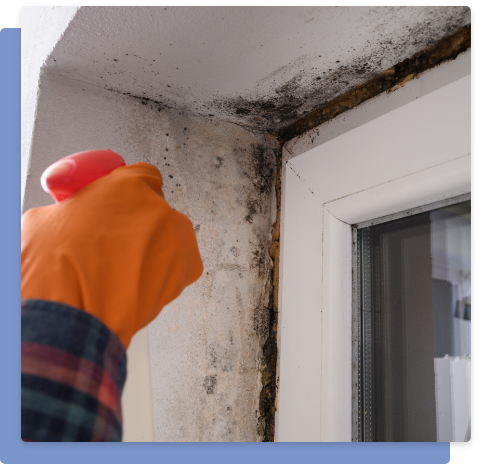 Black Mold Removal